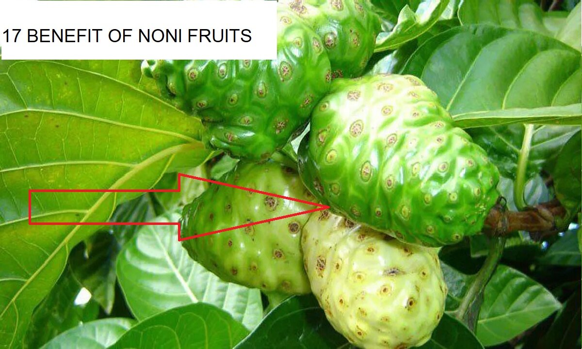 Benefit Of Noni Fruits And Juice Hindi
