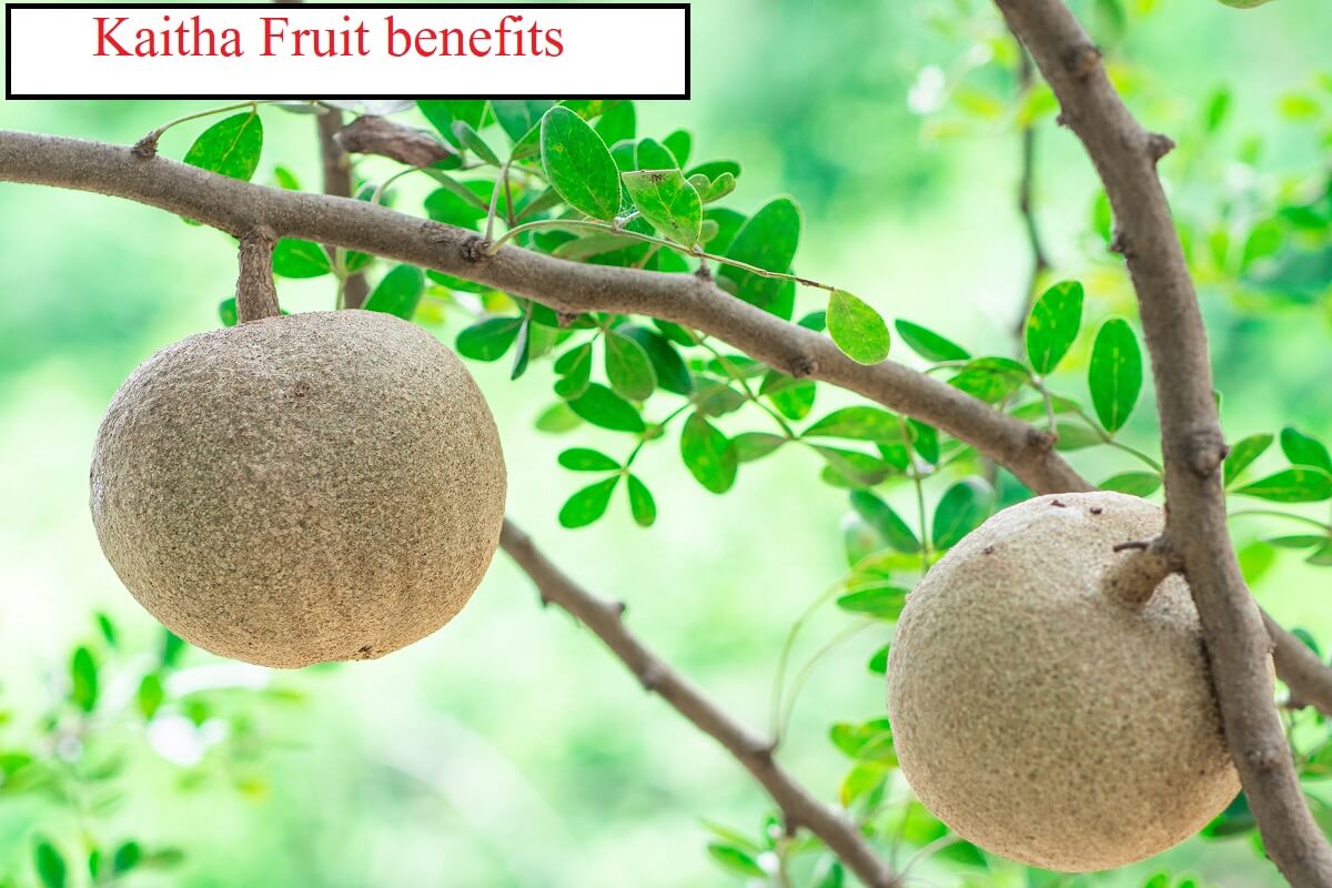 Kaitha Fruit benefits