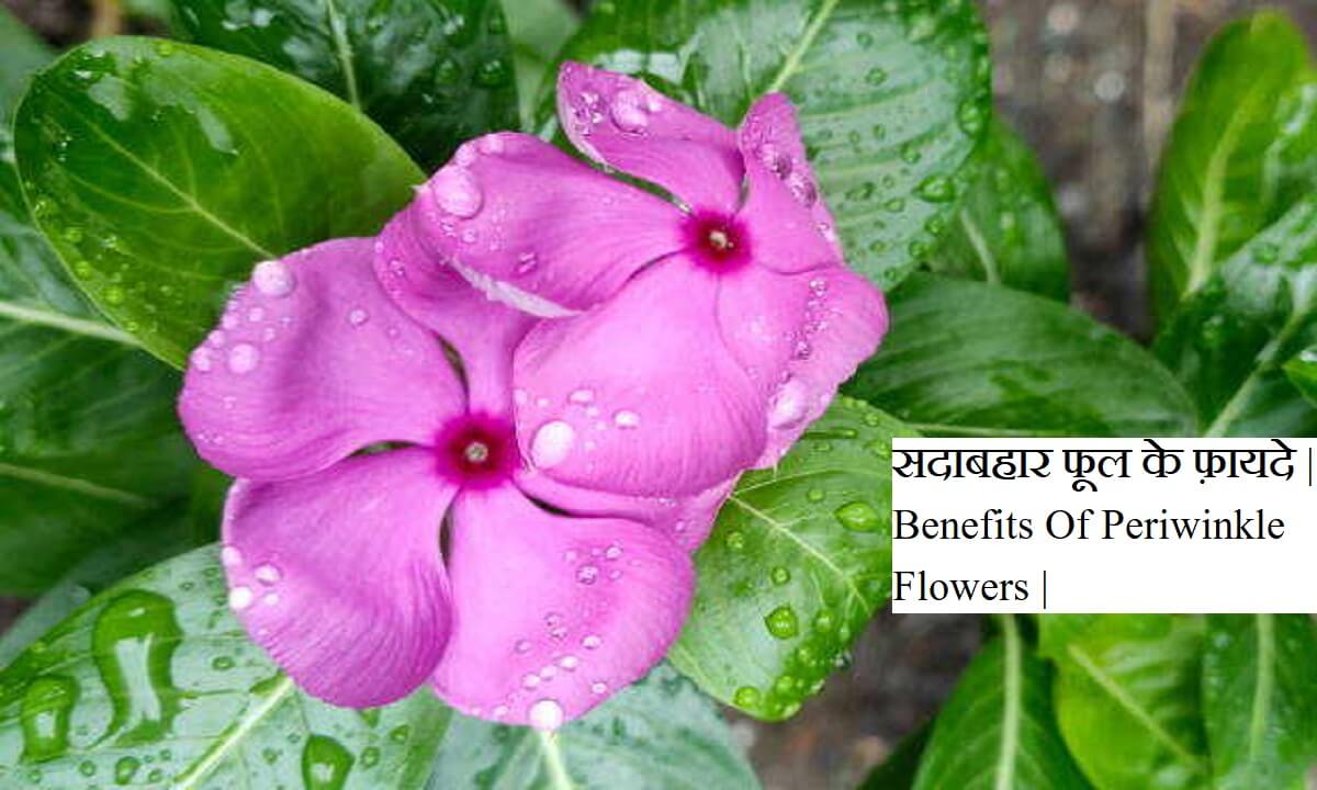 सदाबहार फूल के फ़ायदे | Benefits Of Periwinkle Flowers | Sadabahar fool ke fayde